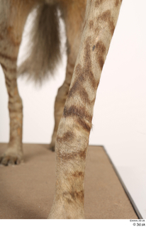 Striped Hyena Hyaena hyaena leg 0025.jpg